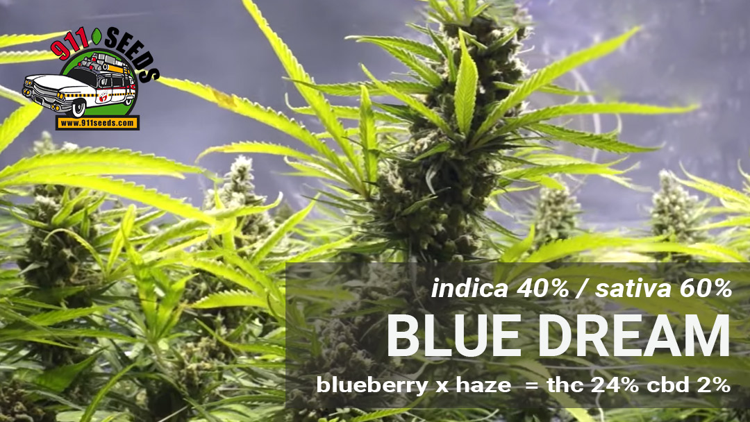 blue dream