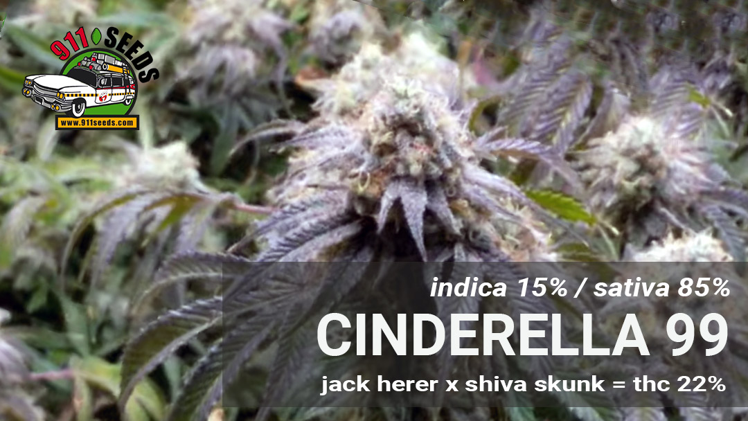 cinderella sorte