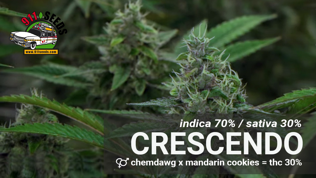 crescendo