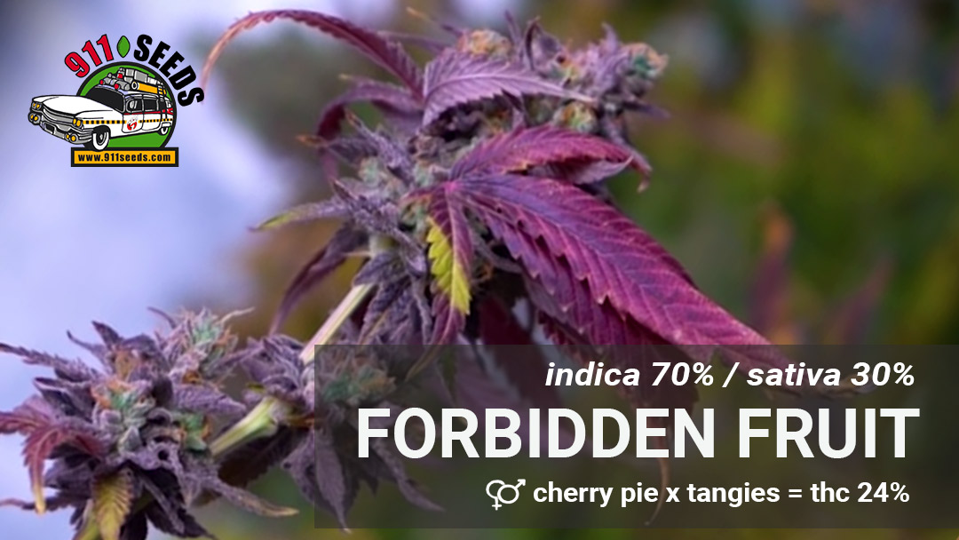 forbidden fruit