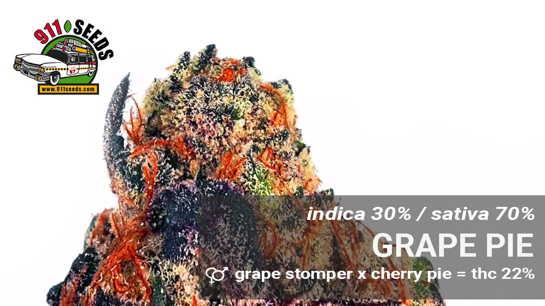 grape pie
