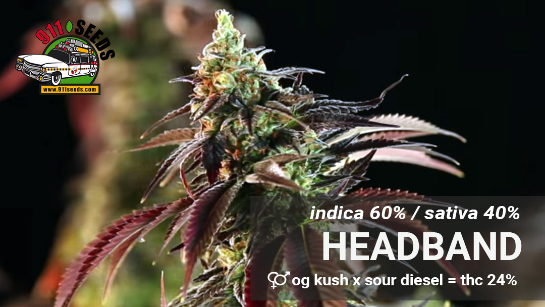 headband cannabis