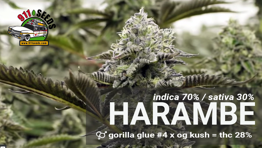 harambe