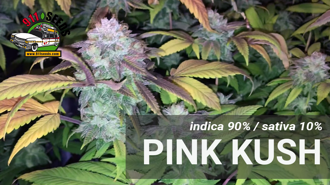 pink kush