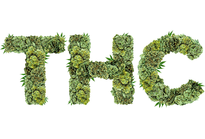 thc seeds