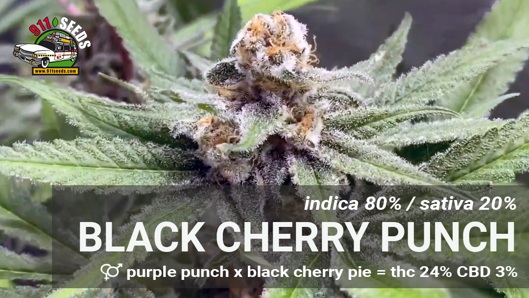 black cherry