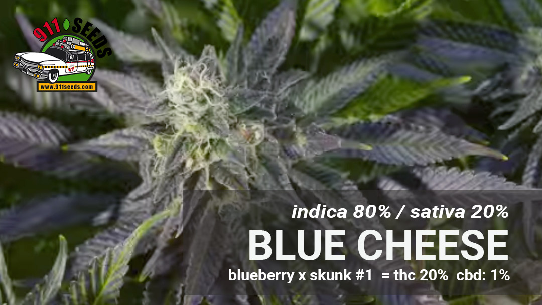 blue-cheese seeds