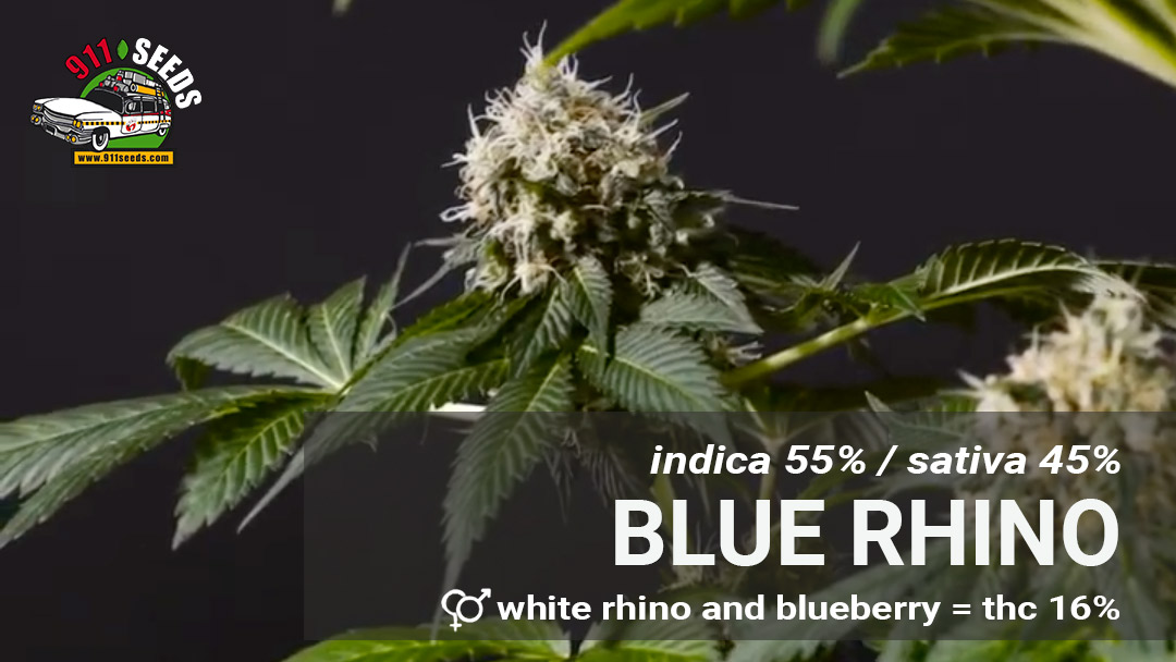 blue rhino