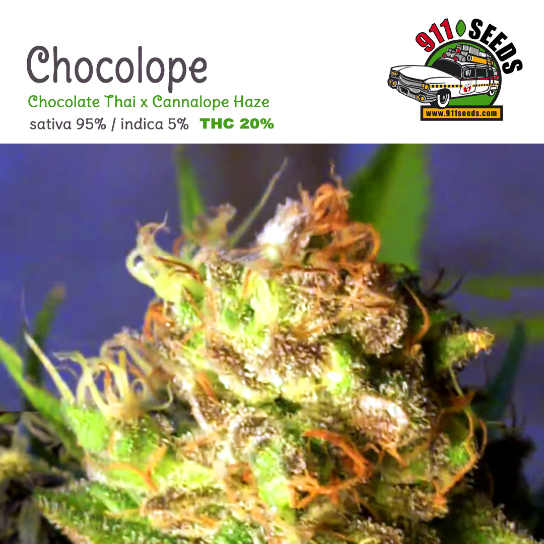 Chocolope Sativa