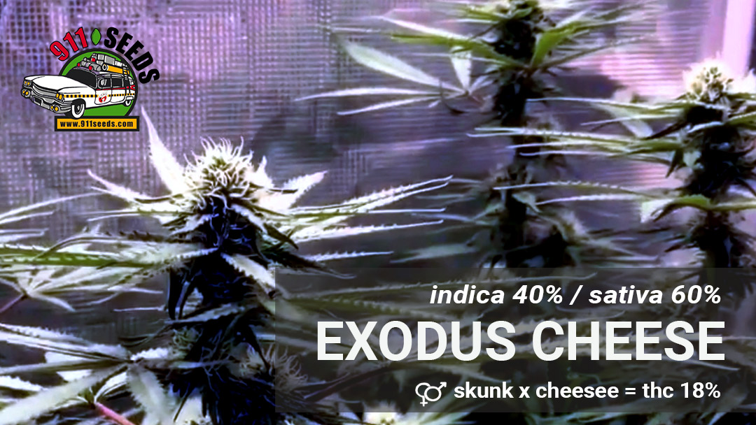 Exodus Cheese