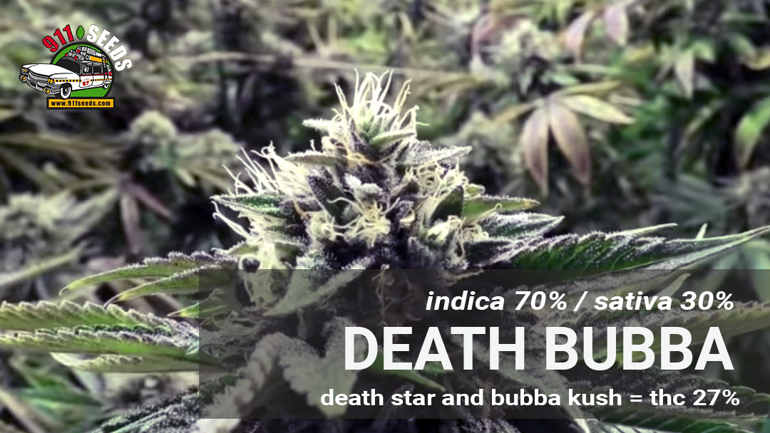 indica cannabis