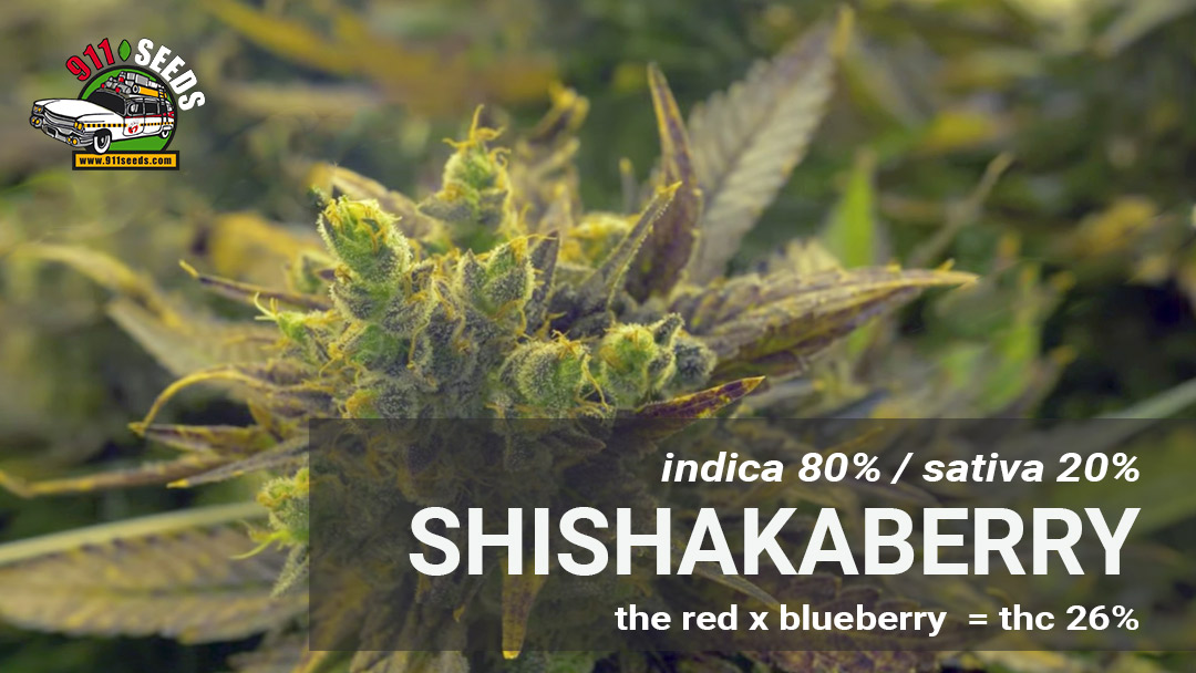 shishkaberry