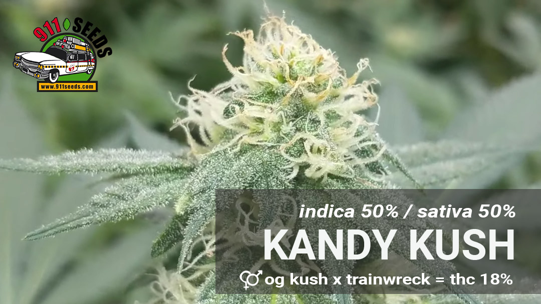 kandy kush