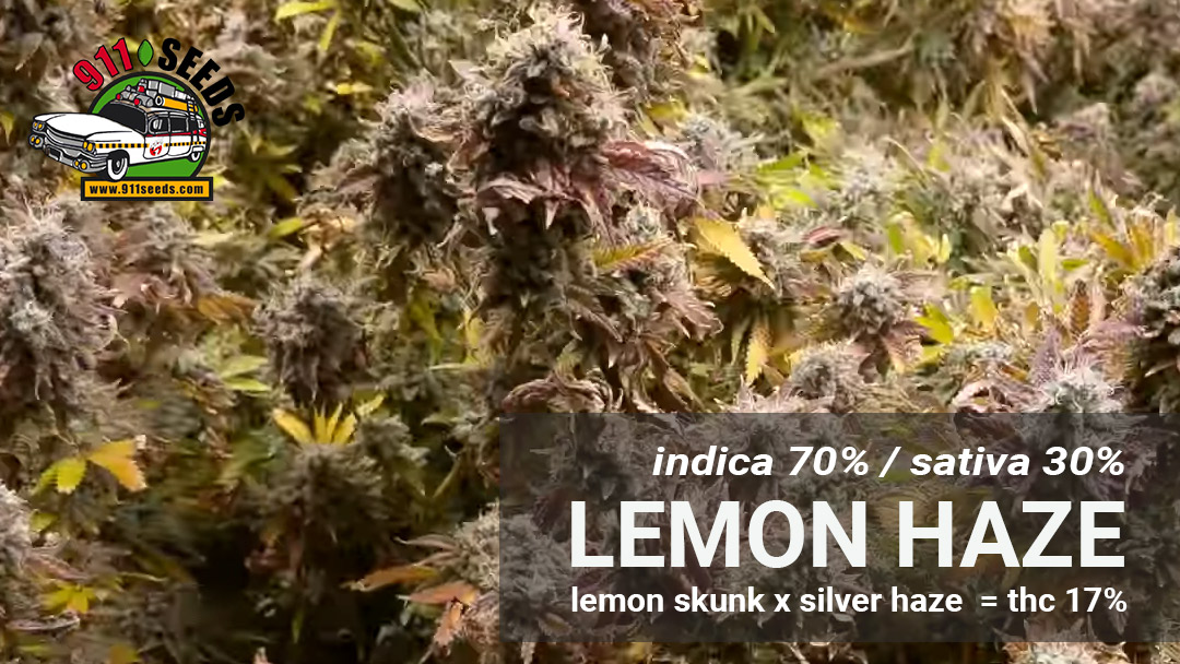 Lemon Haze