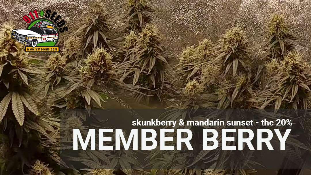 member-berry