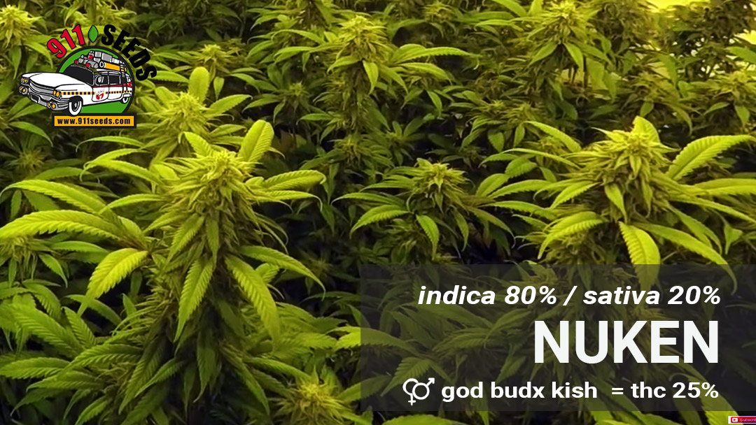 Indika Buds