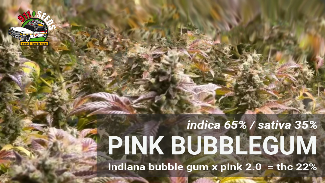 pink bubblegum