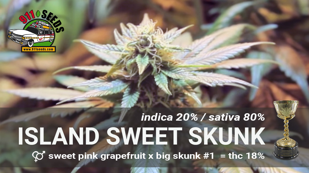 sweet skunk