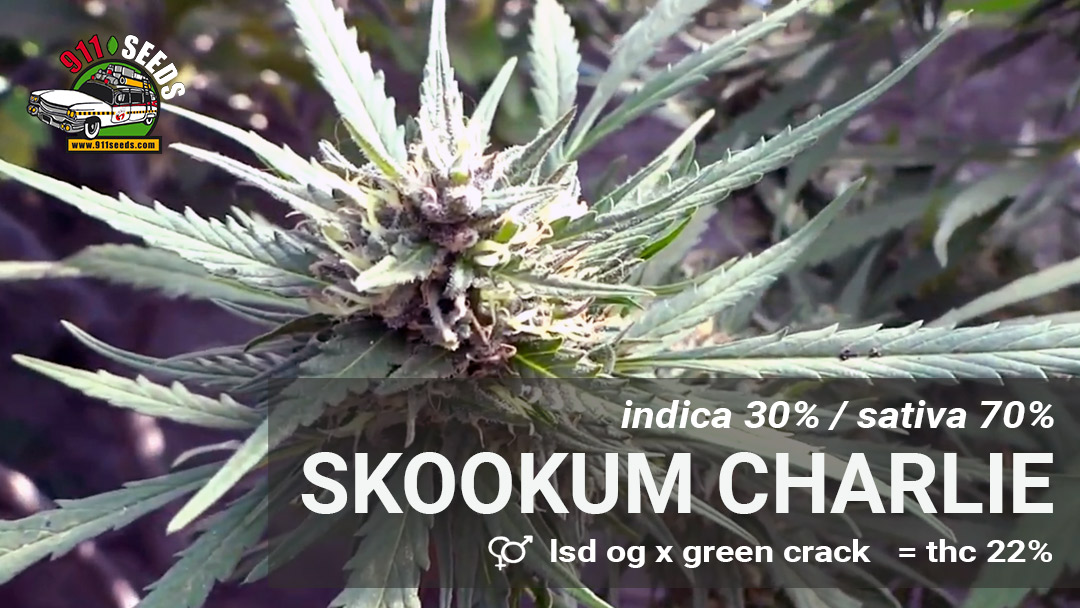 skookum sativa