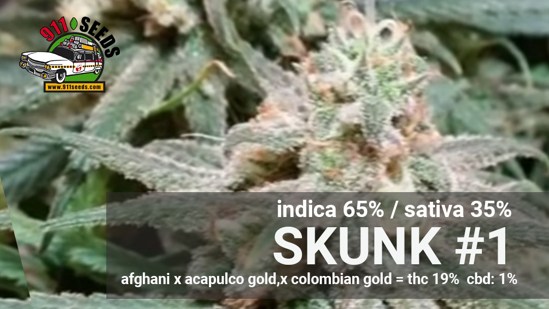 skunk 1 seeds