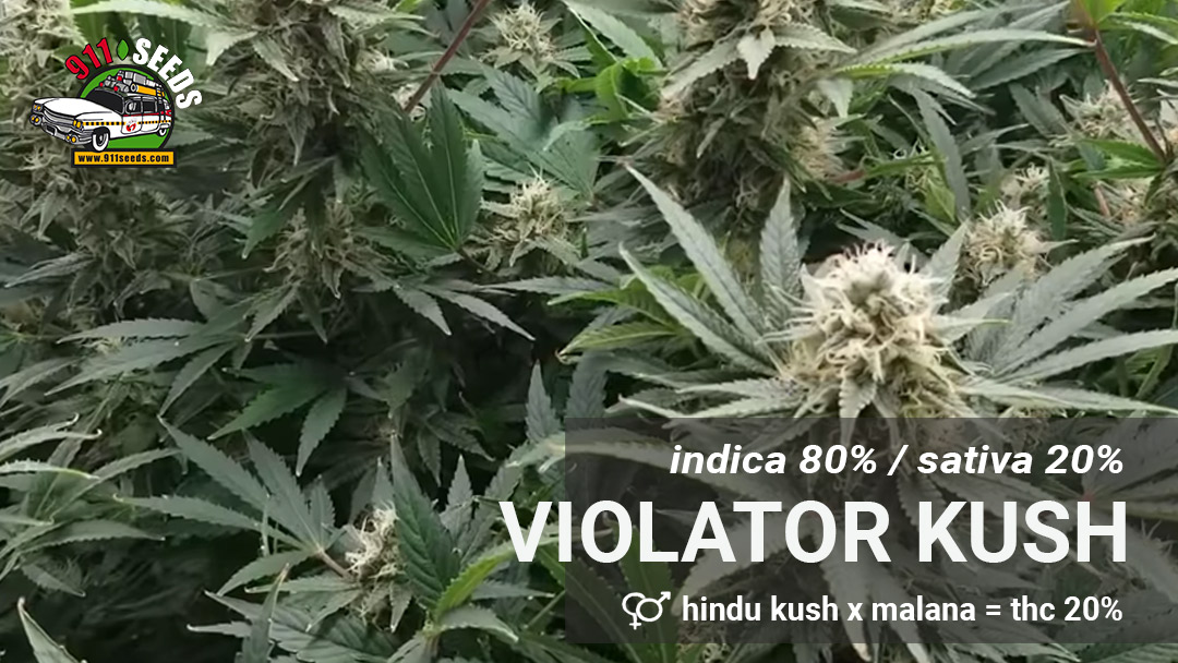 Violator Kush