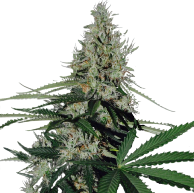 blue cheese