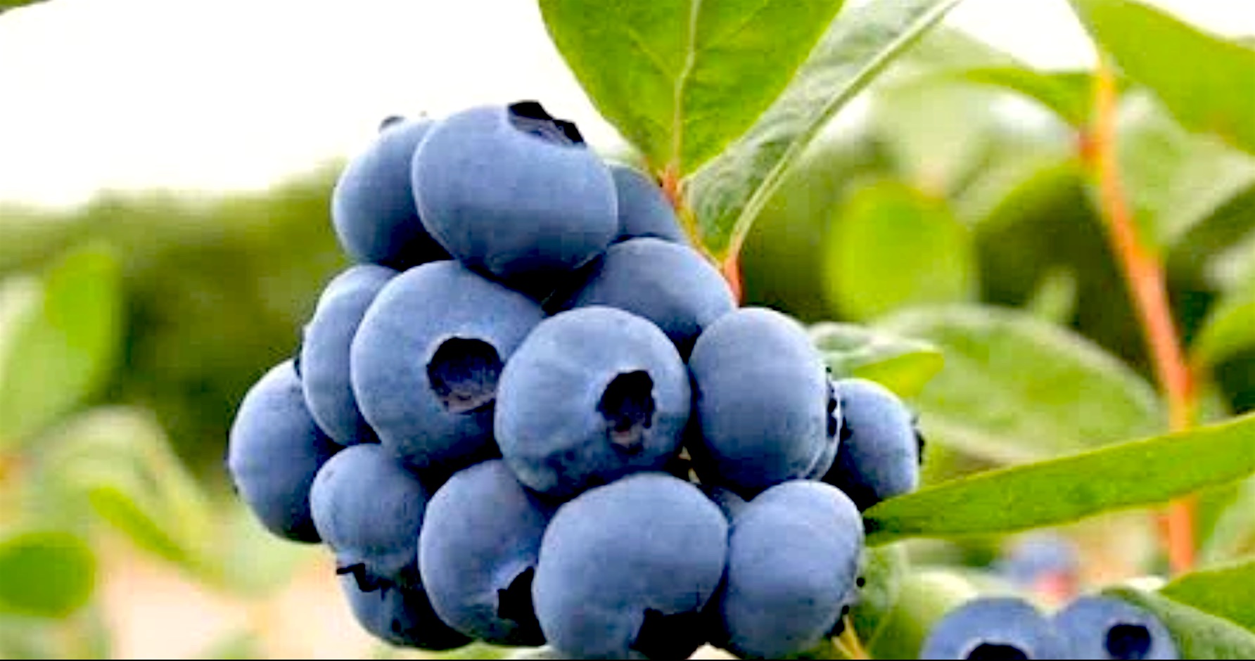 blueberry