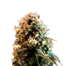 seeds jack herer