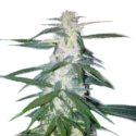 Candy Kush seeds