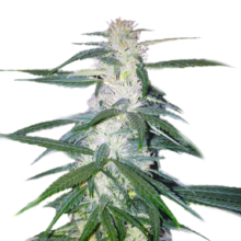 Candy Kush seeds