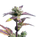 OG Kush seeds