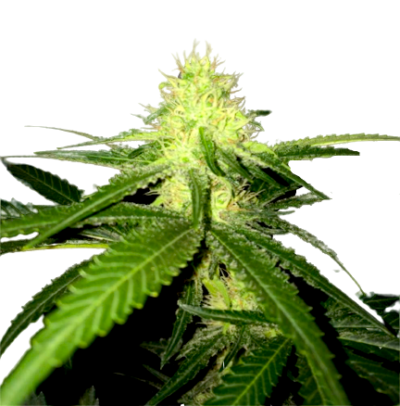 skunk seeds
