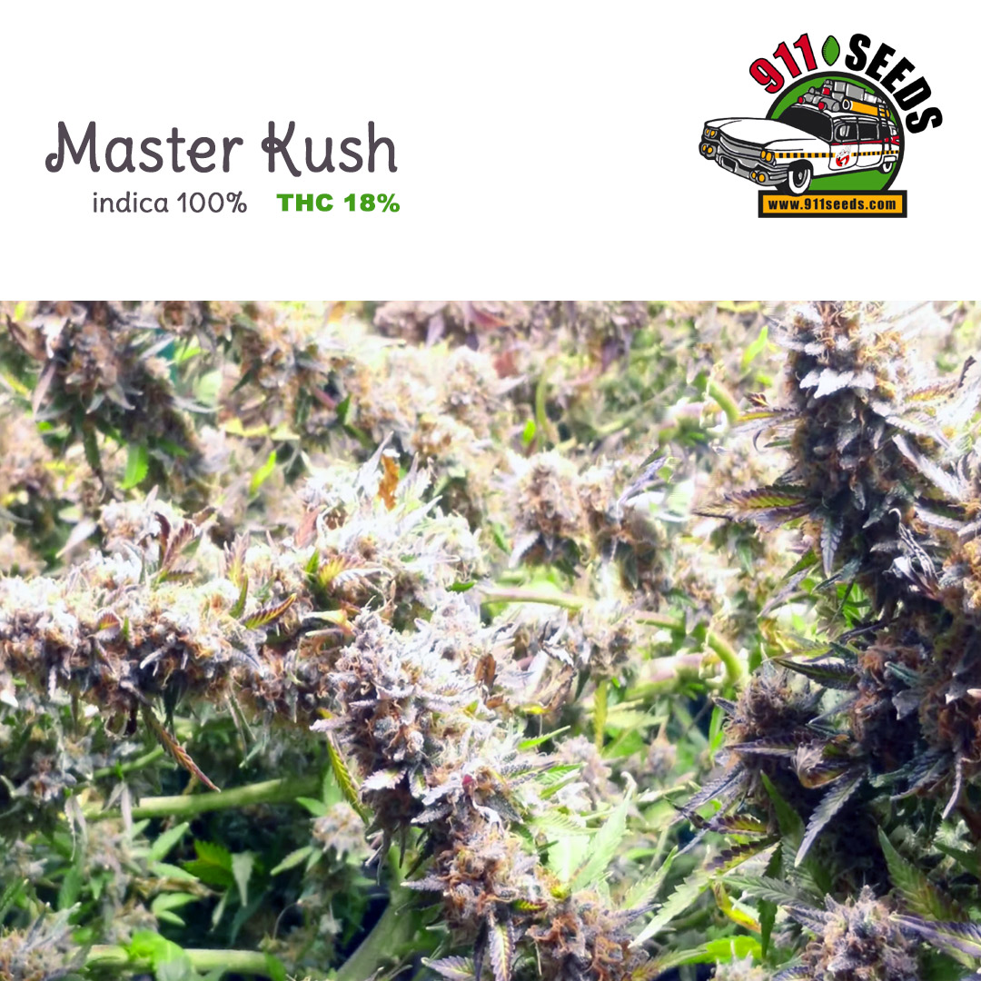 Master Kush