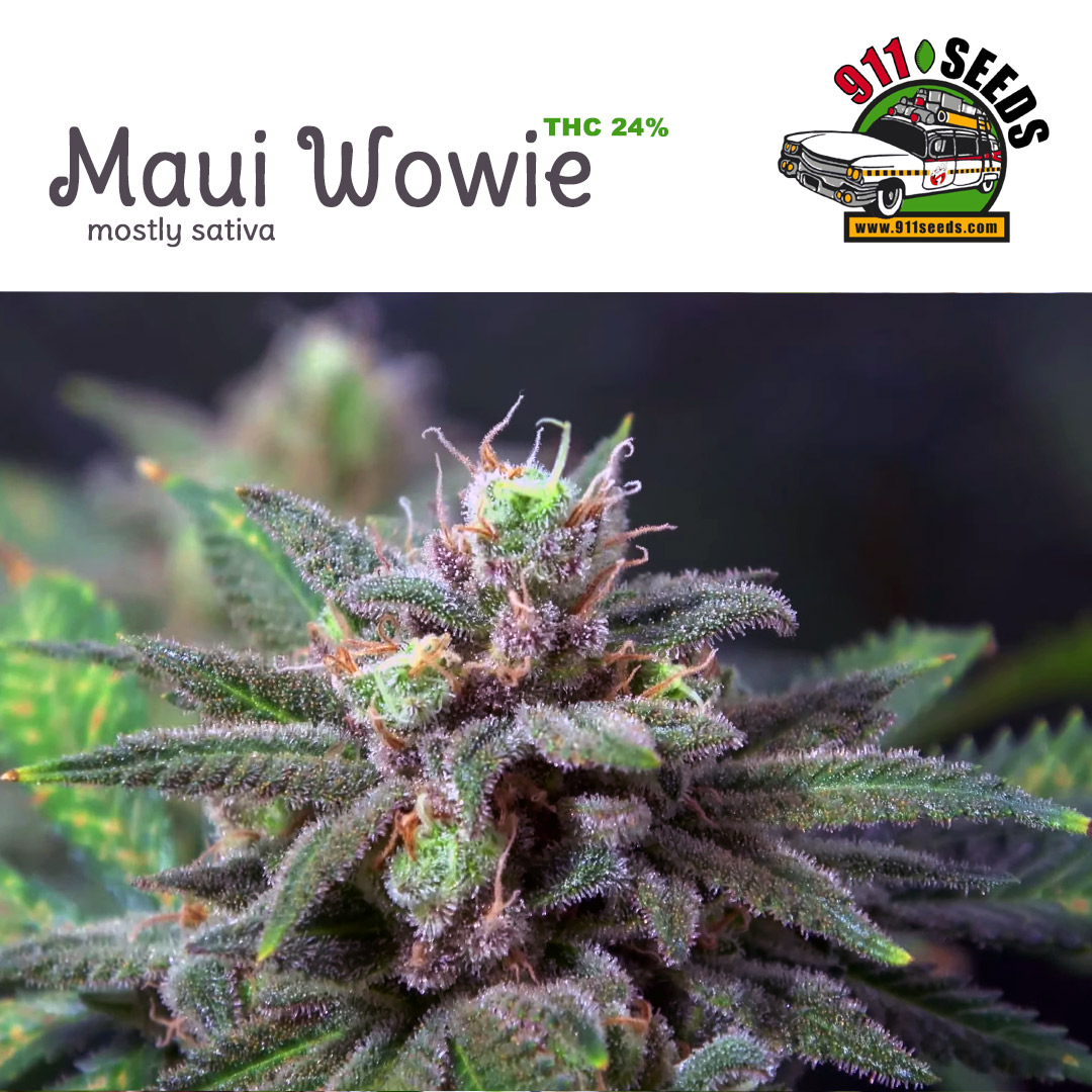 Maui Wowie