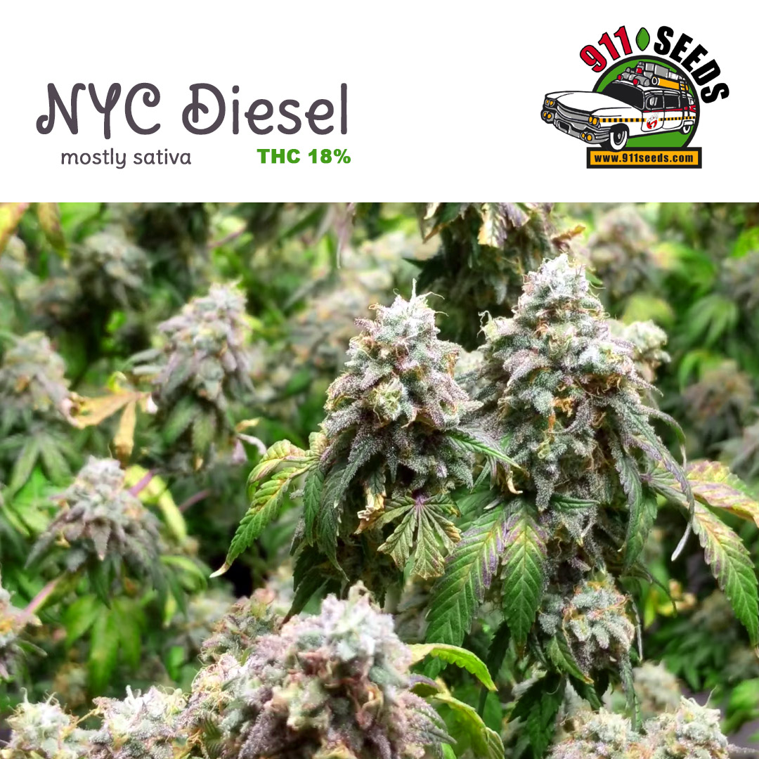 ny diesel weed