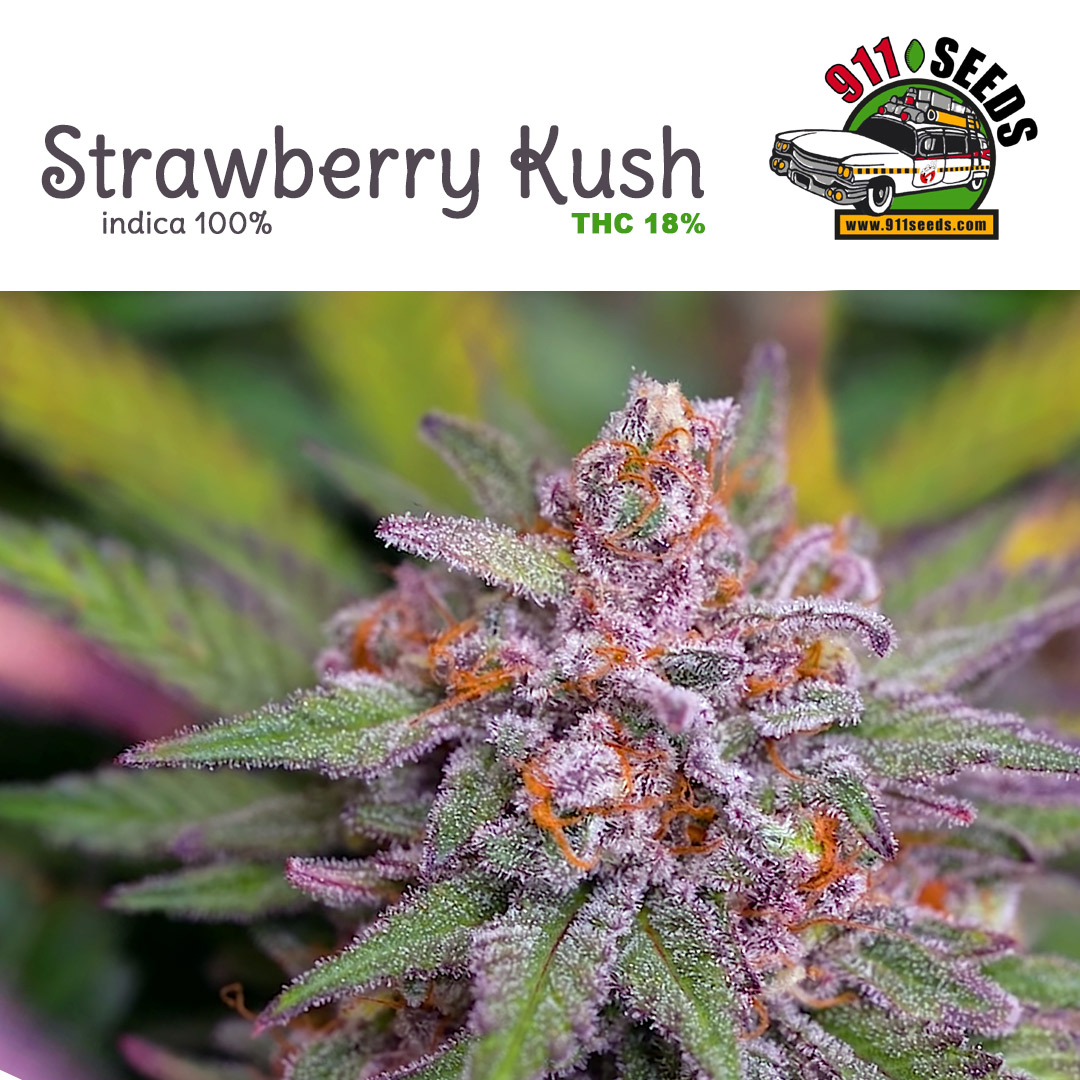 strawberry Kush