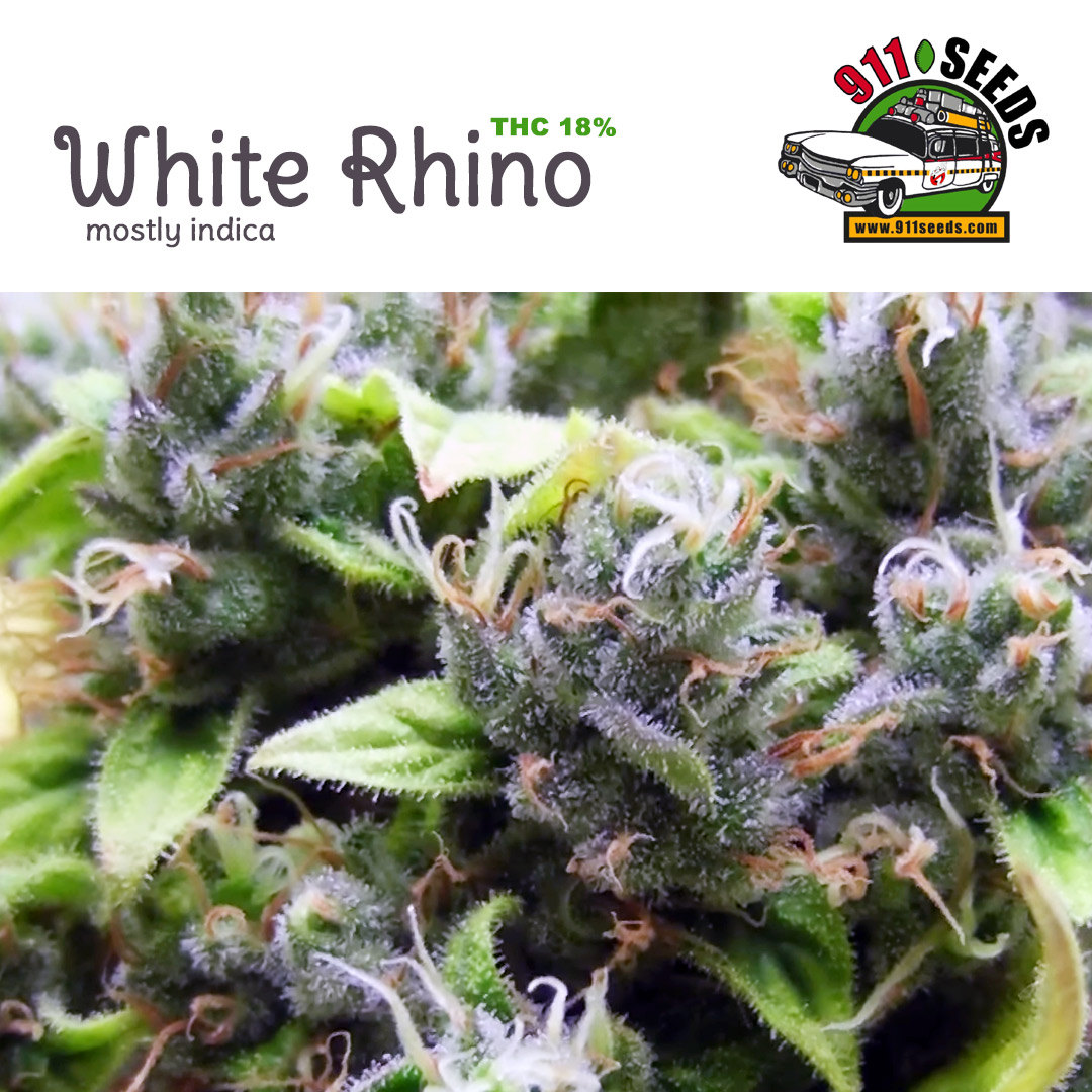 white rhino