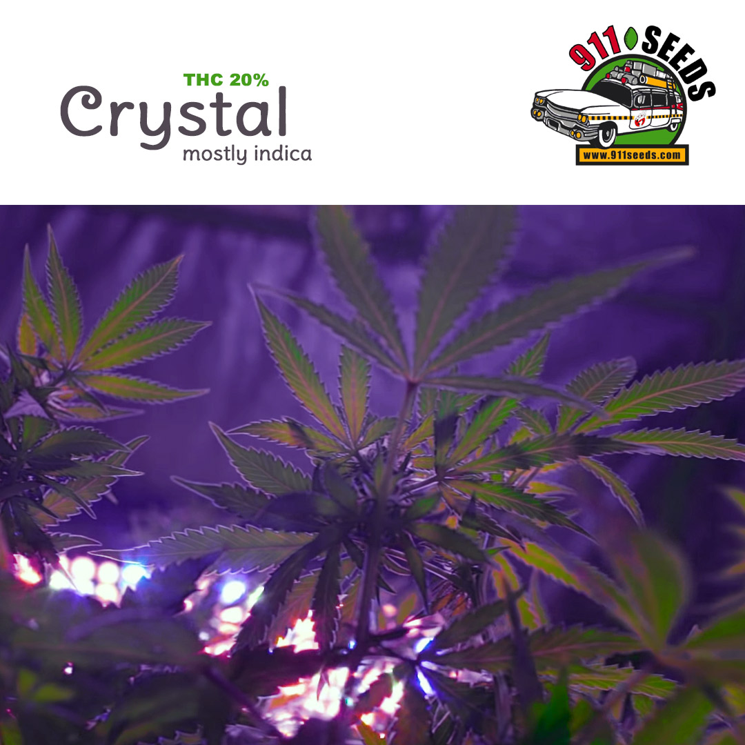 Crystal Indica