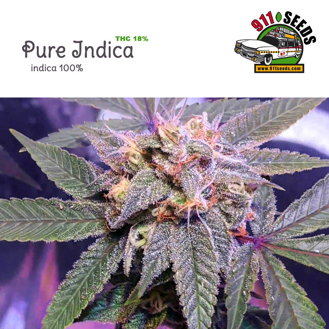 Pure Indica