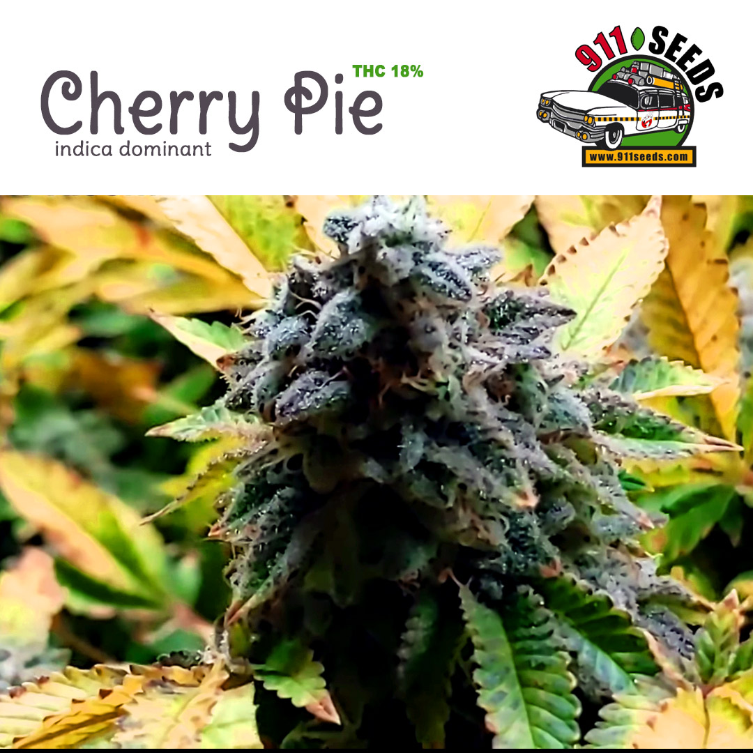 cherry-pie