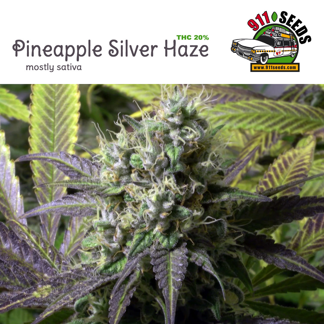 Pineapple Silver Haze