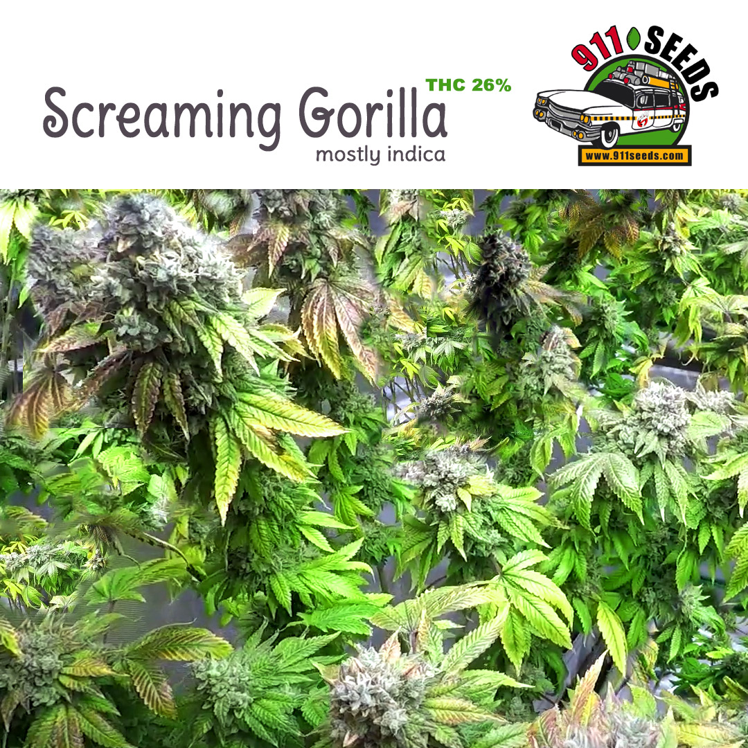 Screaming Gorilla