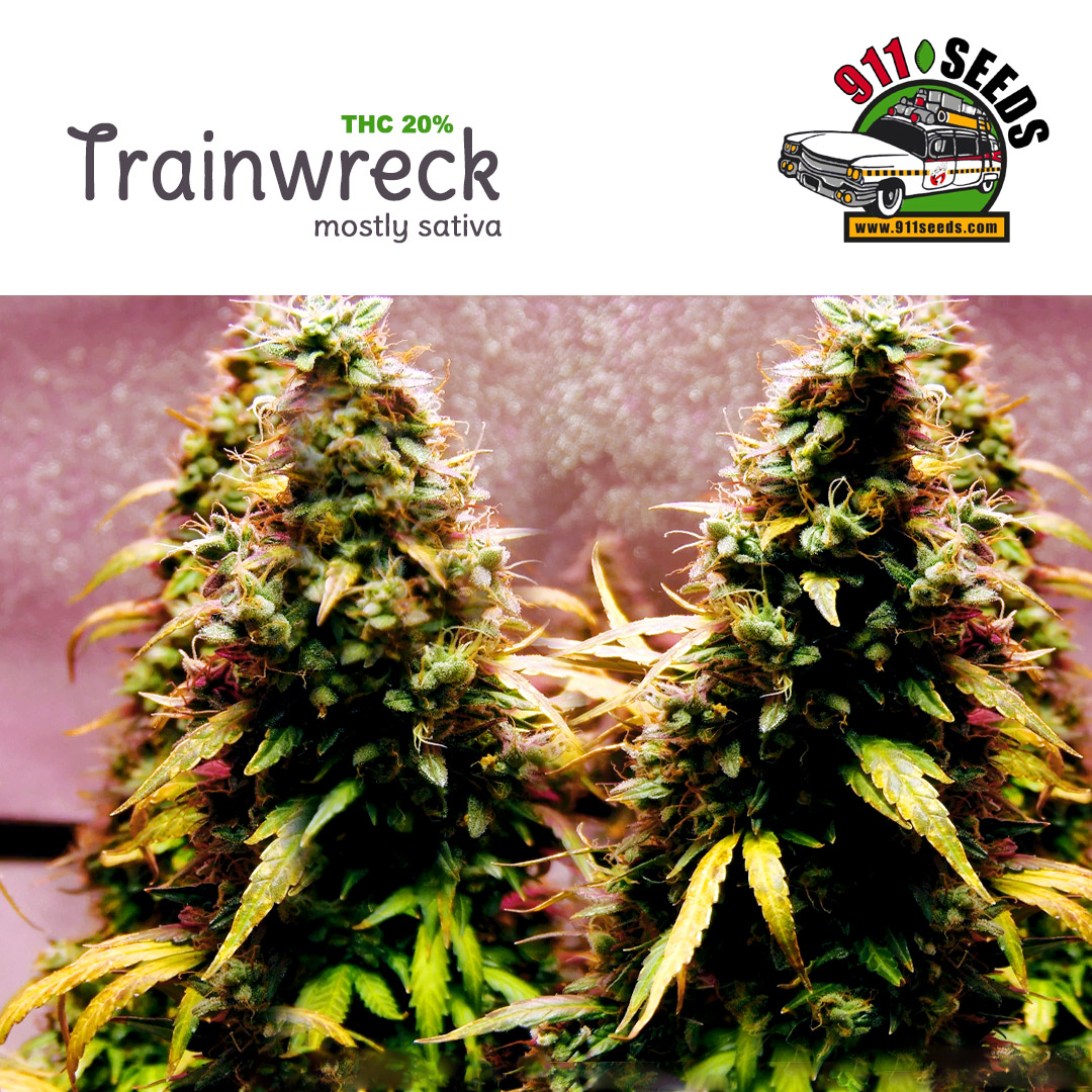 Trainwreck