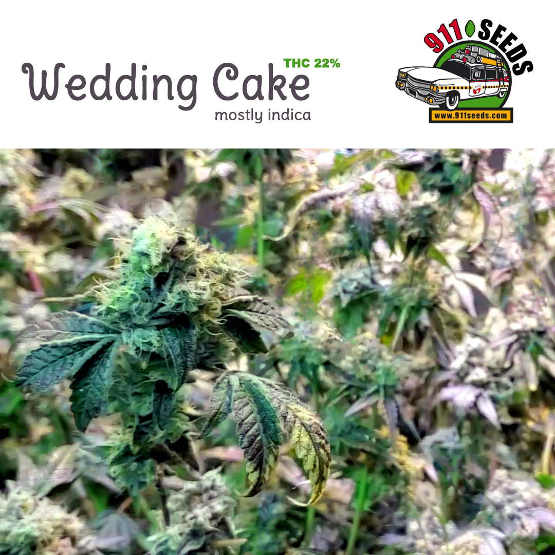 wedding-cake indica